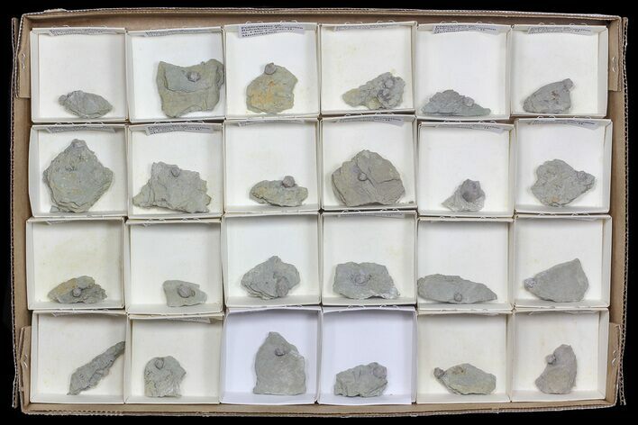 Wholesale Lot of Blastoid Fossils On Shale - Pieces #70894